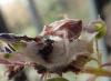 Thomisus onustus